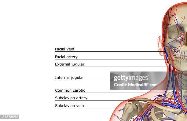 blood supply of the head and neck - human head veins stock illustrations