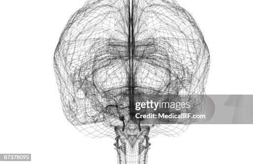 The brain The brain