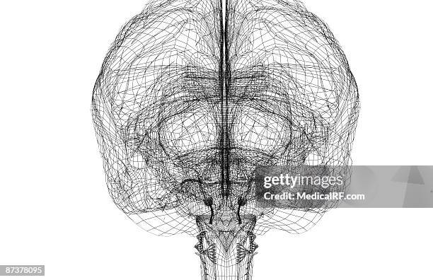 the brain - cerebral nuclei stock illustrations