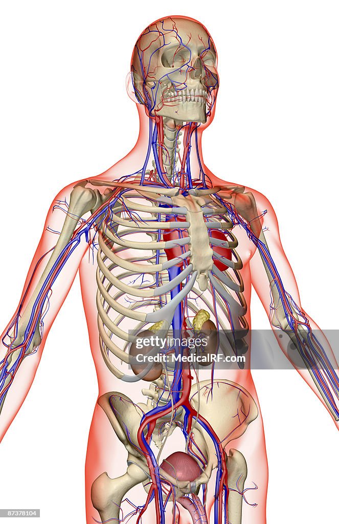 The blood supply of the upper body