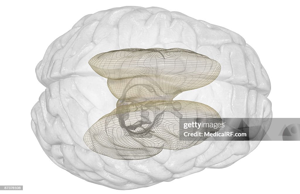 The brainstem