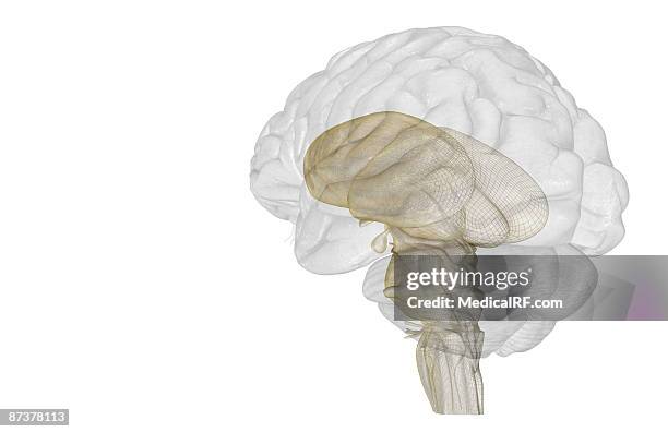 stockillustraties, clipart, cartoons en iconen met the brainstem - middenhersenen