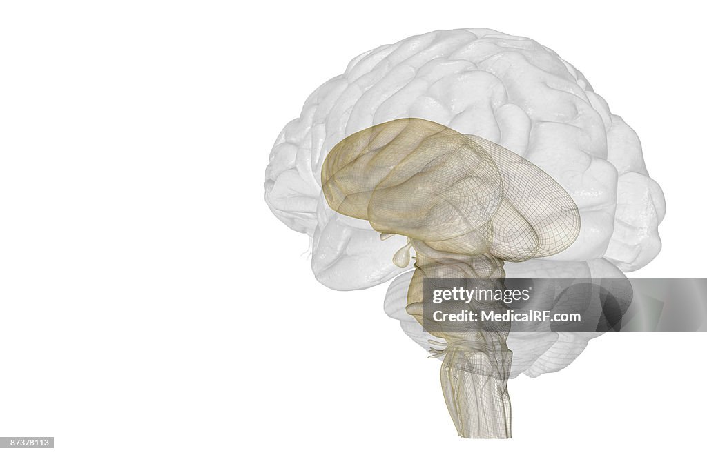 The brainstem