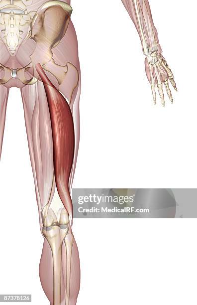 ilustrações de stock, clip art, desenhos animados e ícones de biceps femoris - bíceps femoral