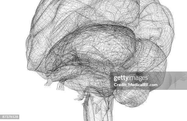 ilustrações de stock, clip art, desenhos animados e ícones de the cerebellum - medulla oblongata