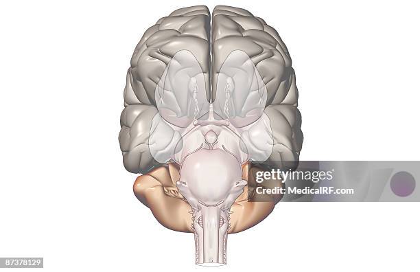 the brain - cerebral nuclei stock-grafiken, -clipart, -cartoons und -symbole