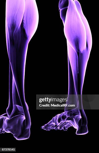 muscles of the lower leg - gastrocnemius stock illustrations