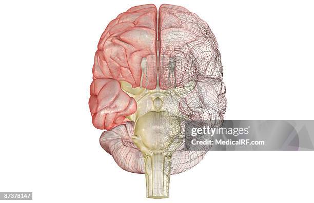 illustrazioni stock, clip art, cartoni animati e icone di tendenza di the brainstem - midollo allungato