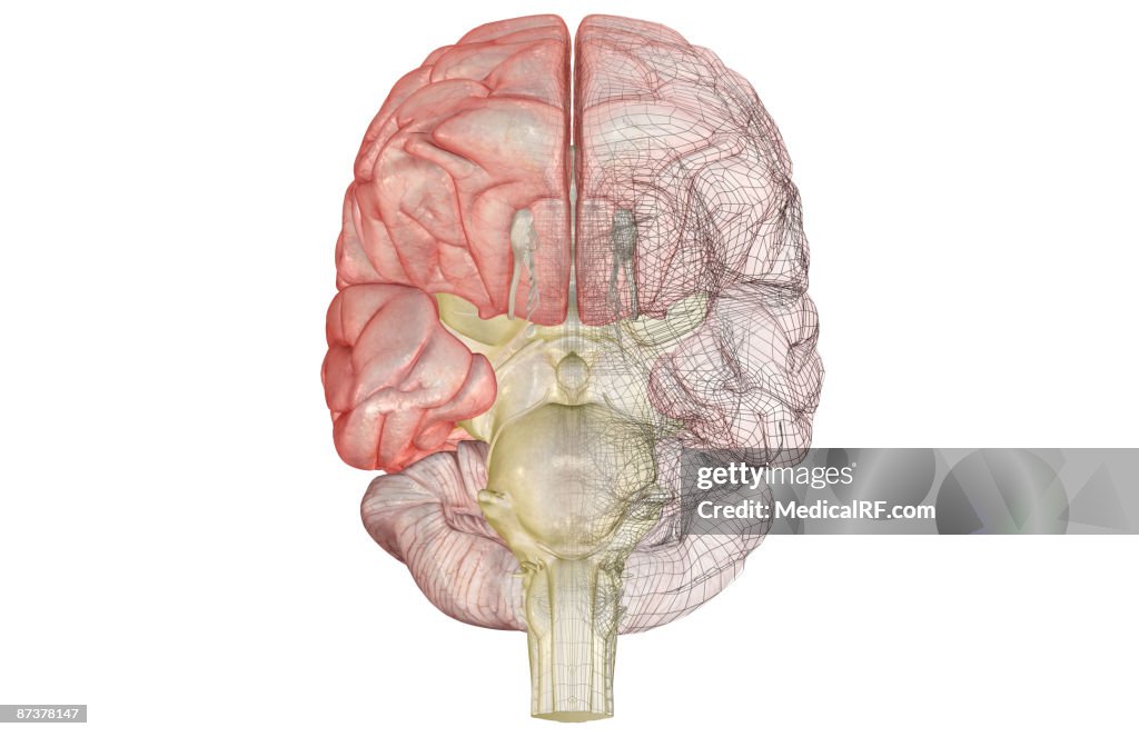 The brainstem
