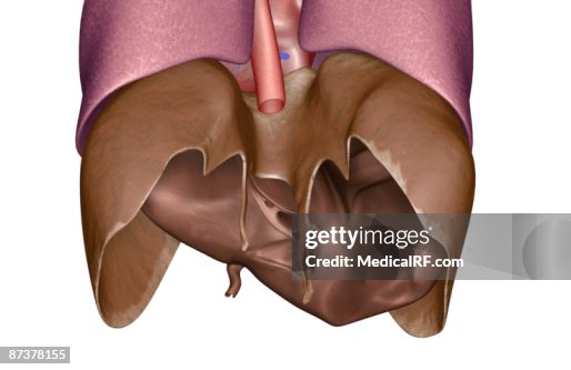 The lungs The lungs