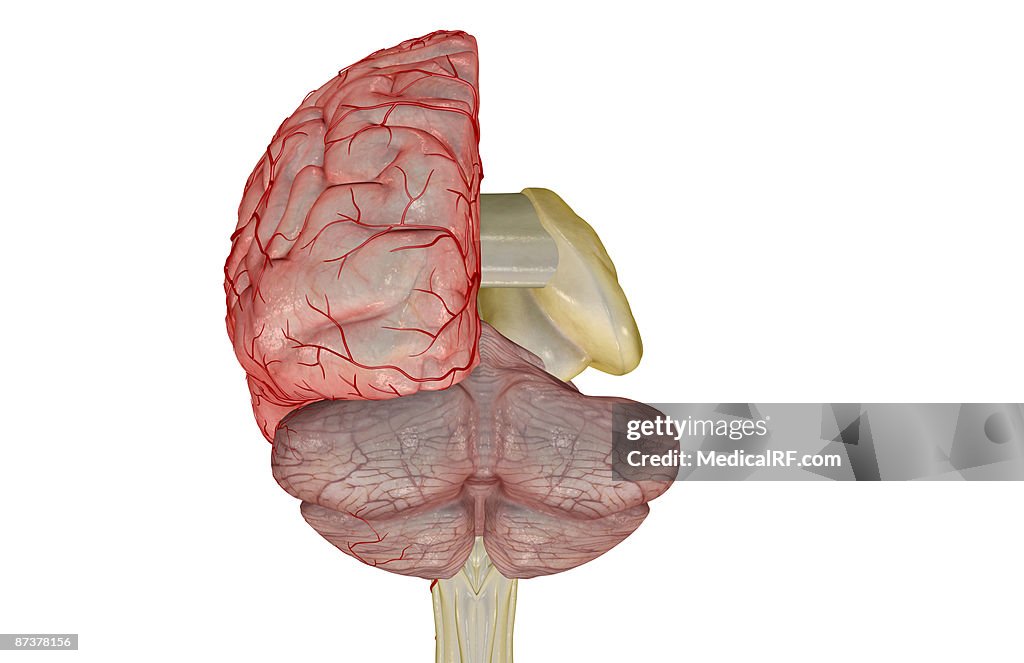 Cerebral arteries