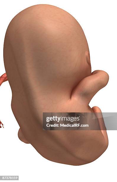 embryonic development - embryo stock illustrations