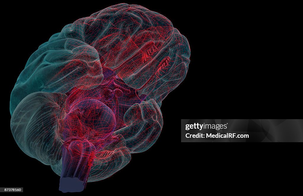 The brainstem