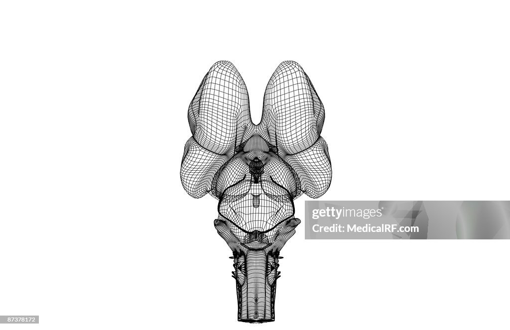 The brainstem