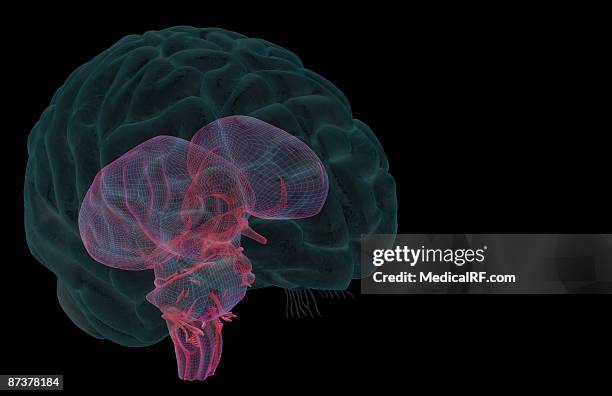 ilustrações de stock, clip art, desenhos animados e ícones de the brainstem - medulla oblongata