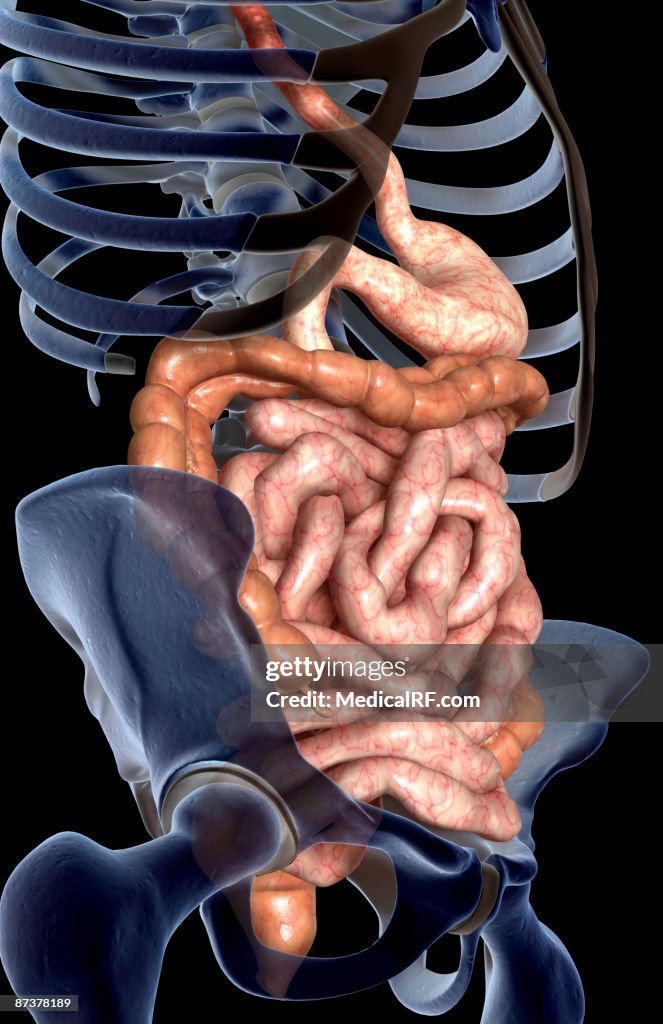 Inverted Intesitines The Intestines High-Res Vector Graphic - Getty Images