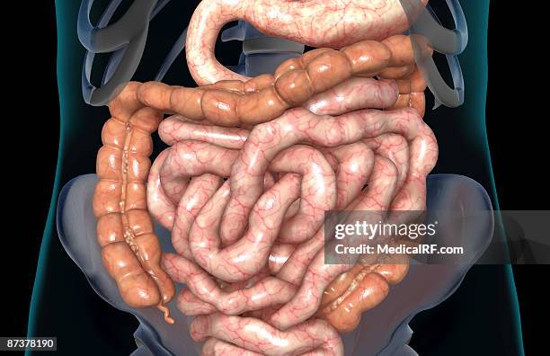 the digestive system - descending colon stock illustrations