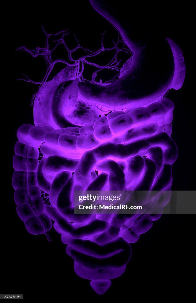 The digestive system