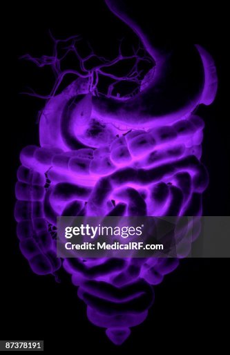 The digestive system The digestive system