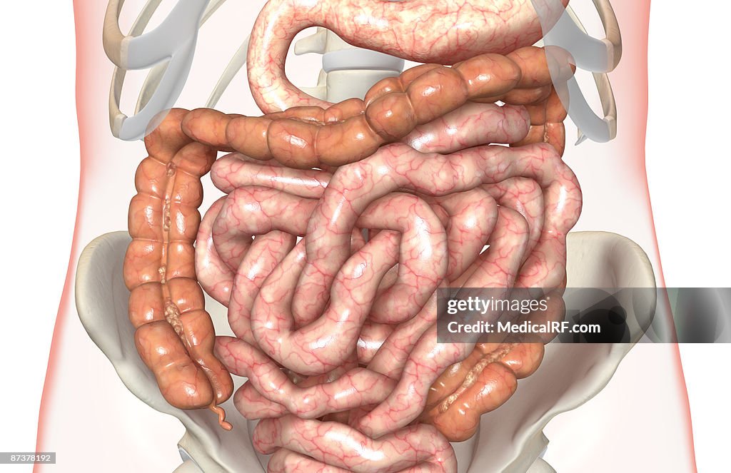 The digestive system