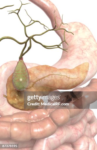 Accessory digestive organs Accessory digestive organs