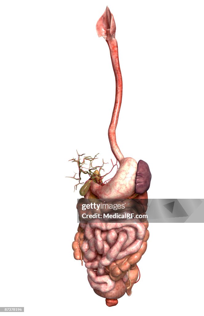 The digestive system
