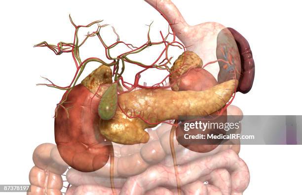 accessory digestive organs - bile duct stock illustrations