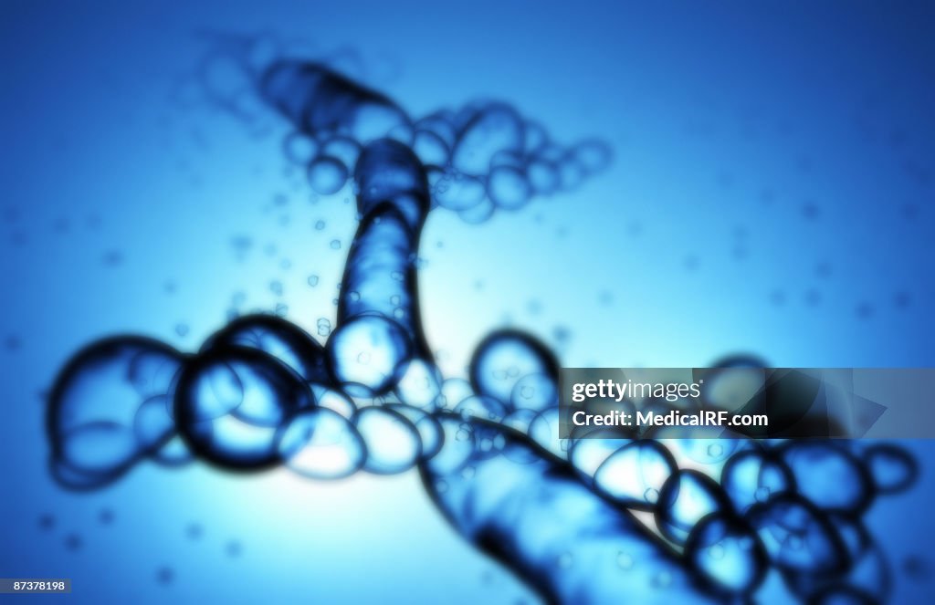 Candida albicans