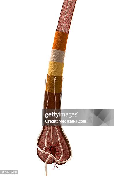 hair follicle - hair cortex stock illustrations