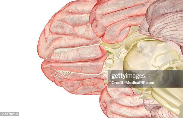 the brain - trochlear nerve stock illustrations