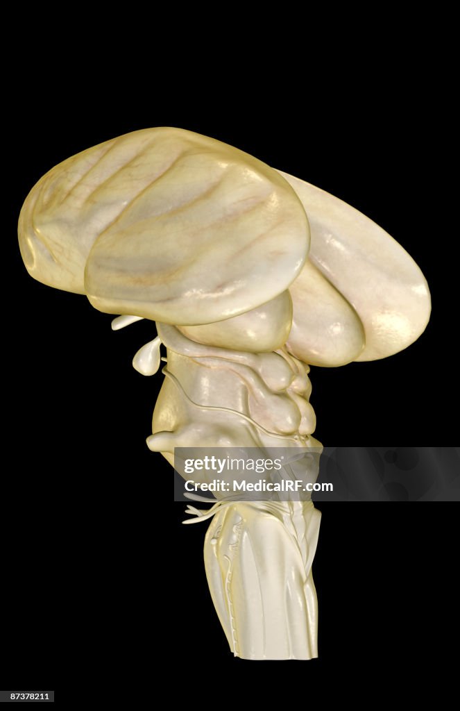 The brainstem