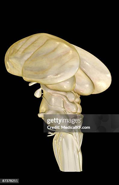 the brainstem - medulla oblongata stock illustrations