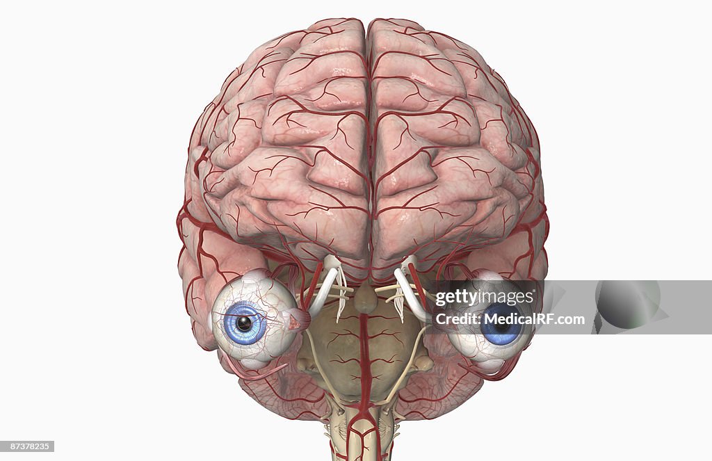 Blood vessels of the eye