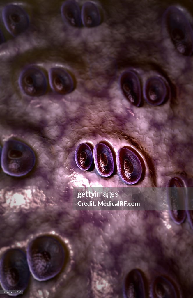 Hyaline cartilage