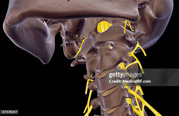 the nerves of the neck - cervical plexus stock illustrations