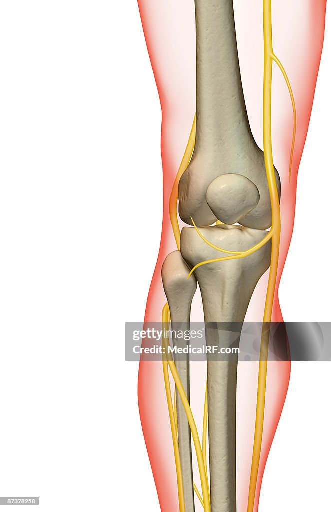 The nerves of the knee