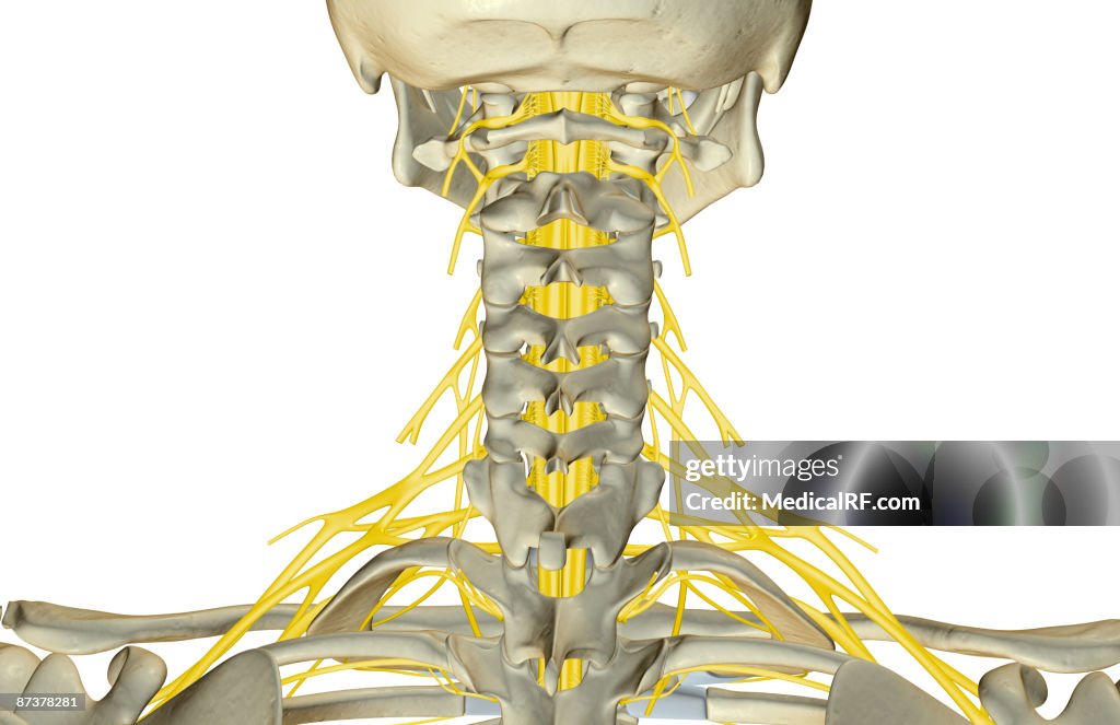 The nerves of the neck