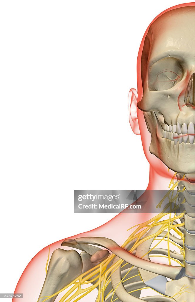 The nerves of the neck