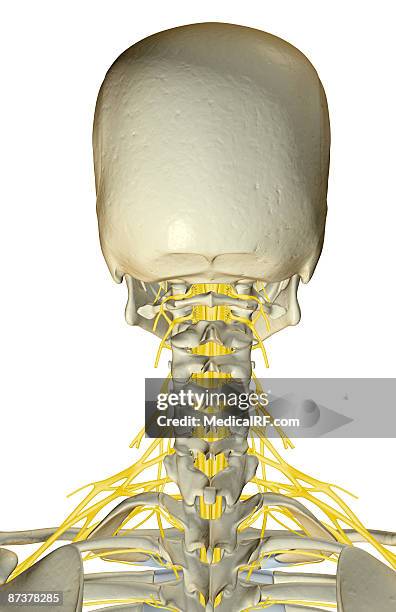 the nerves of the neck - plexus cervicalis stock-grafiken, -clipart, -cartoons und -symbole