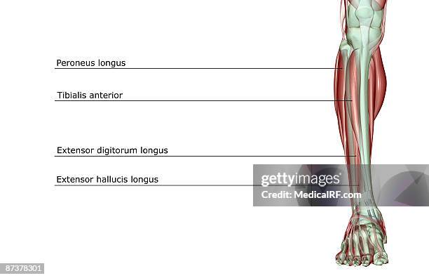 illustrazioni stock, clip art, cartoni animati e icone di tendenza di the musculoskeleton of the leg - tibialis anterior muscle