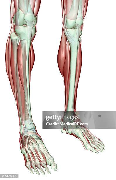 the musculoskeleton of the legs - tibialis anterior muscle stock-grafiken, -clipart, -cartoons und -symbole