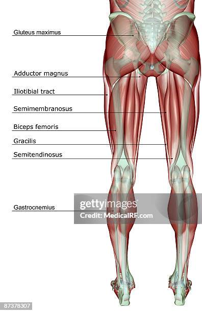 ilustrações de stock, clip art, desenhos animados e ícones de the musculoskeleton of the lower body - músculo semitendinoso