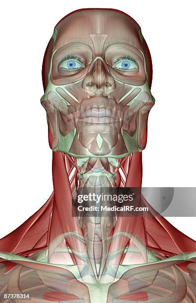 ilustraciones, imágenes clip art, dibujos animados e iconos de stock de the musculoskeleton of the head, neck and face - músculo orbicular de los párpados