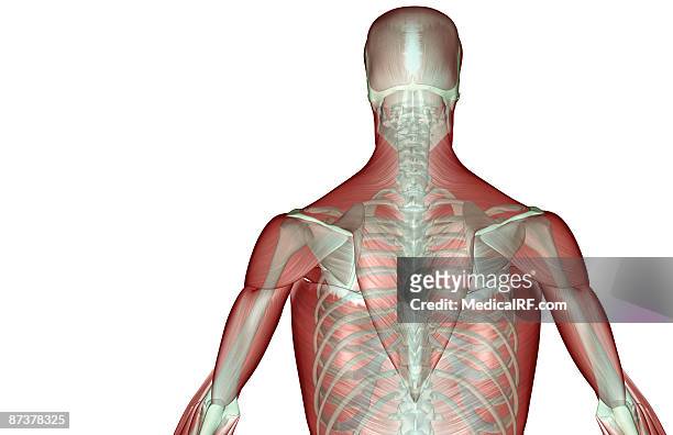 the musculoskeleton of the upper body - infraspinatus 幅插畫檔、美工圖案、卡通及圖標