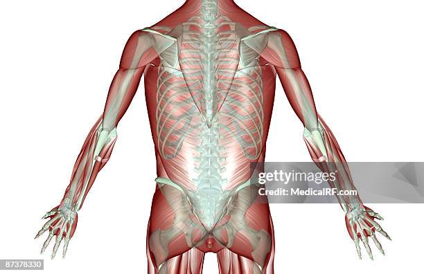 the musculoskeleton of the trunk - infraspinatus stock illustrations