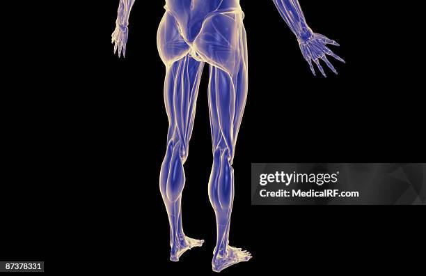 the muscles of the lower body - gastrocnemius stock illustrations