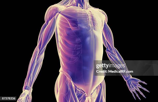 illustrations, cliparts, dessins animés et icônes de the muscles of the trunk - muscle dentelé