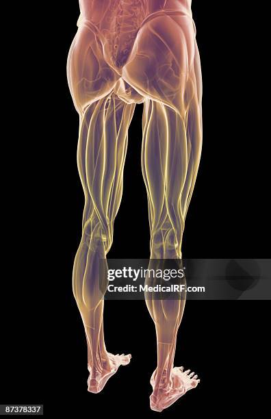 stockillustraties, clipart, cartoons en iconen met the muscles of the lower body - hamstring anatomy