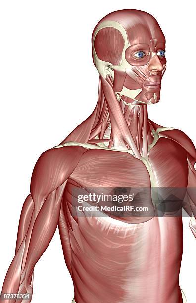 stockillustraties, clipart, cartoons en iconen met the muscles of the upper body - voorste getande spier