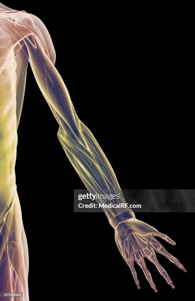The muscles of the upper limb